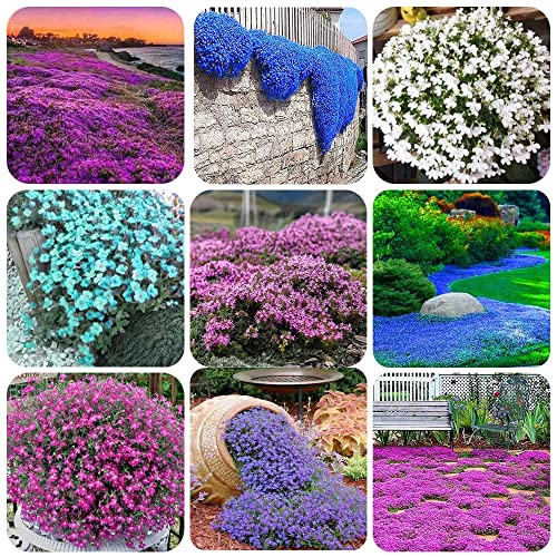 Best time to plant creeping thyme Reviews and Buying Guide Maine