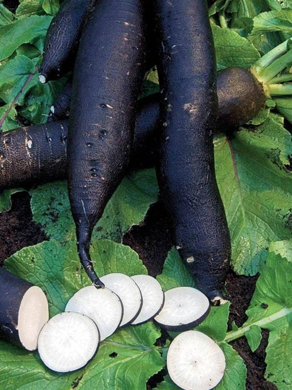 M-Tech Gardens Rare Hybrid Radish " Black " Exotic 20 Vegetable Seeds for Growing (B0BNT8YFN4) Amazon Price History, Amazon Price Tracker