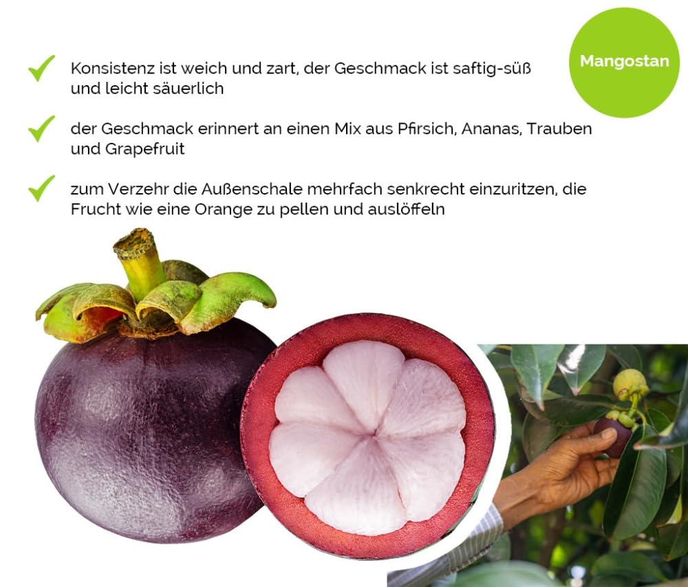 Hansen Obst Geschenkbox "Exotisches Paradies" mit Geschenkverpackung "Die Aquamarine" - Geschenk mit frischem Obst - Obstbox - exotische Früchte