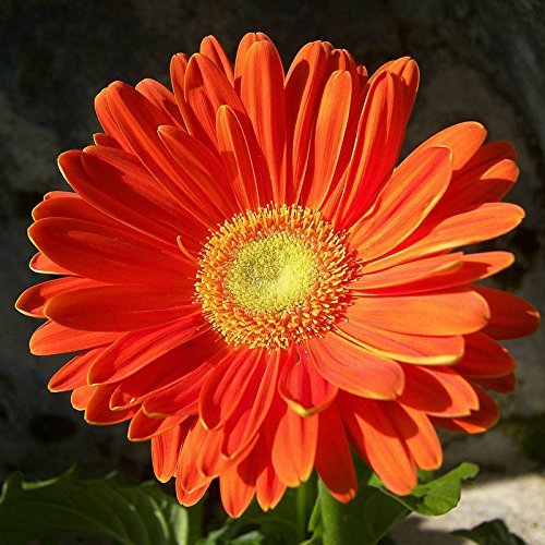 Graines de chrysanthème Graines de bonsaï Belles graines de fleurs Plante vivace pour jardin à domicile Graines de chrysanthème Gerbera Livraison gratuite Paquet de 500 graines