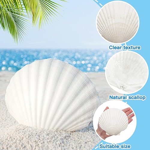 Miniatura 3 de YUJUN 18 conchas de vieira naturales grandes, de 2 a 3 pulgadas, 4 a 5 pulgadas, conchas marinas blancas a granel para manualidades, pintura,