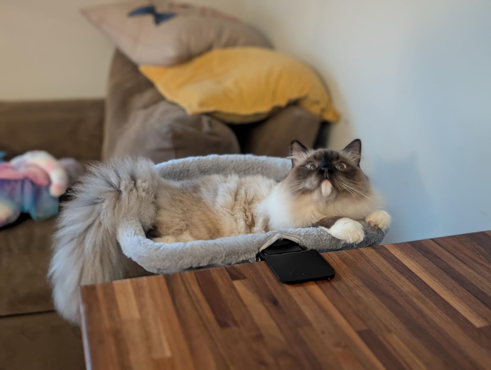 Foto de cliente con hamaca para gato