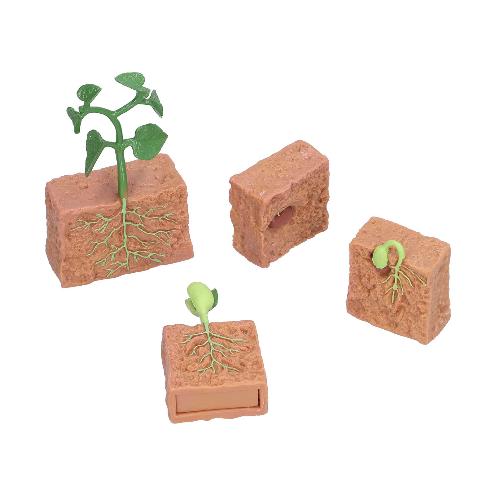 Irfora Cycle de Croissance Précis des Plantes, Jouet éducatif, Détails Réalistes pour Enfants, Apprentissage Scolaire Amusant, Ensemble de Modèles Graines en Plastique pour Garçons et Filles 4 Ans