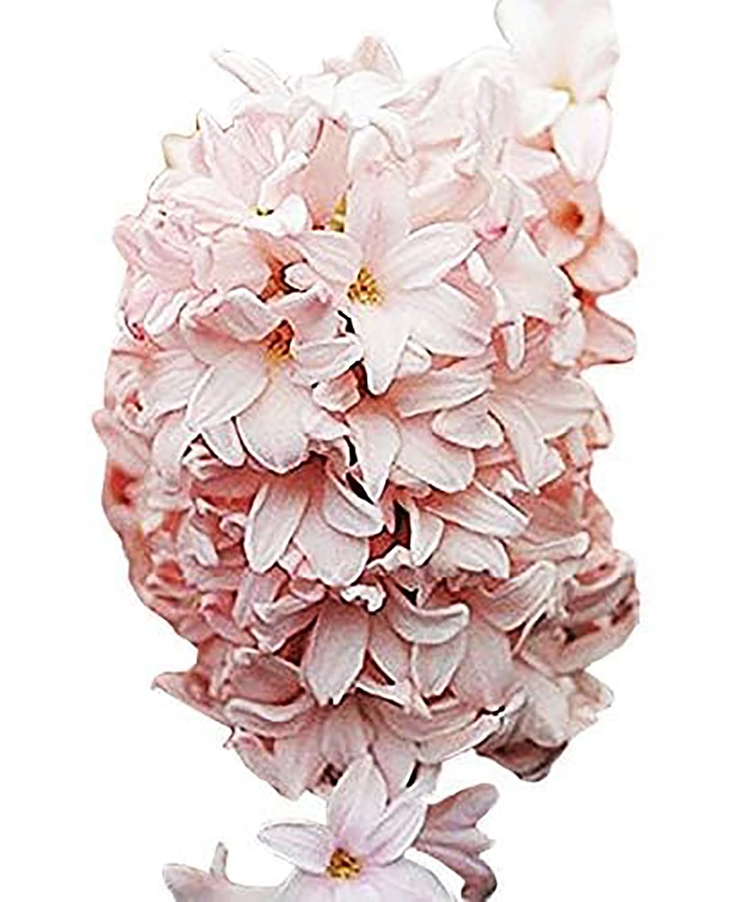 5 Cotton Candy Hyacinth Bulbs
