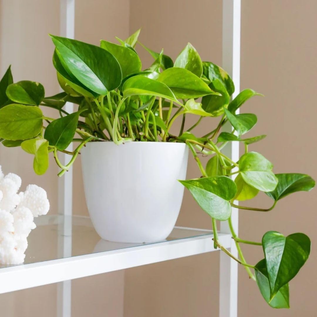White Plastic Planters - 12 Pack -2