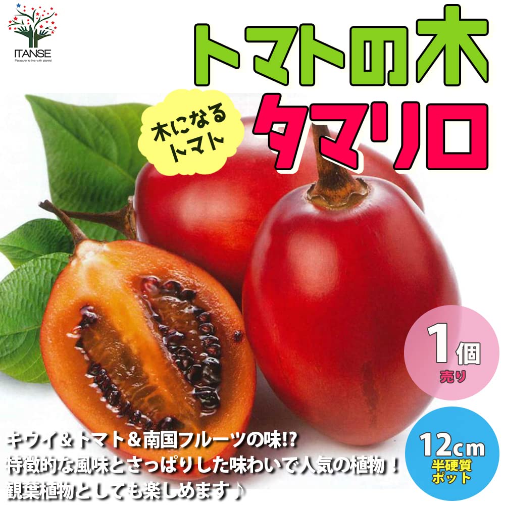 Amazon.co.jp: ITANSE タマリロの木の苗【野菜苗 4号 自根苗/1個