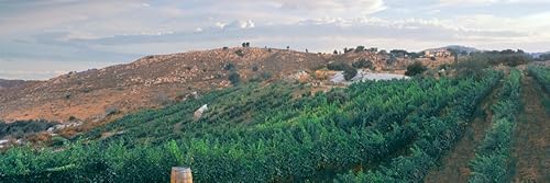 Póster con vista elevada del viñedo al amanecer Milagro Farm Vineyards and Winery Ramona San Diego County California USA (6 x 18)