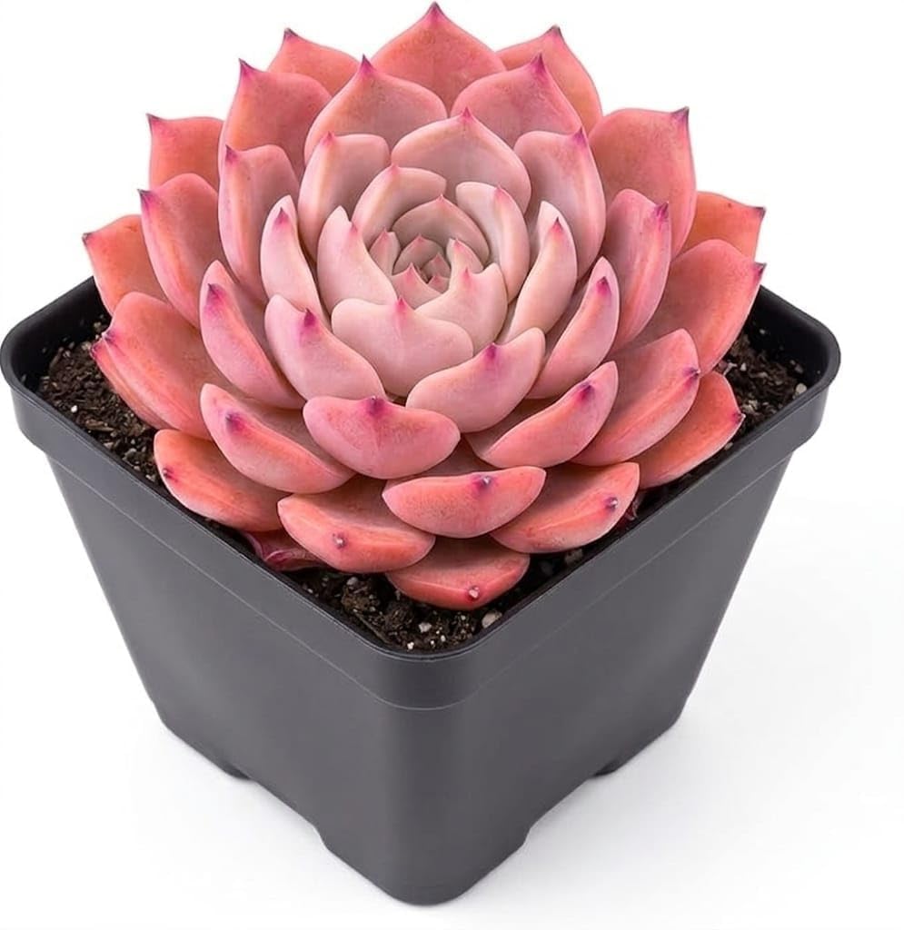 Live Laxmi Kamal Succulent Plant with Pot | Original Lakshmi Kamal Good Luck Vastu Plant | Indoor Outdoor Decorative Succulent for Home Office Living Room Desk Balcony Decor | Live Plant Pack of 1-picture-30