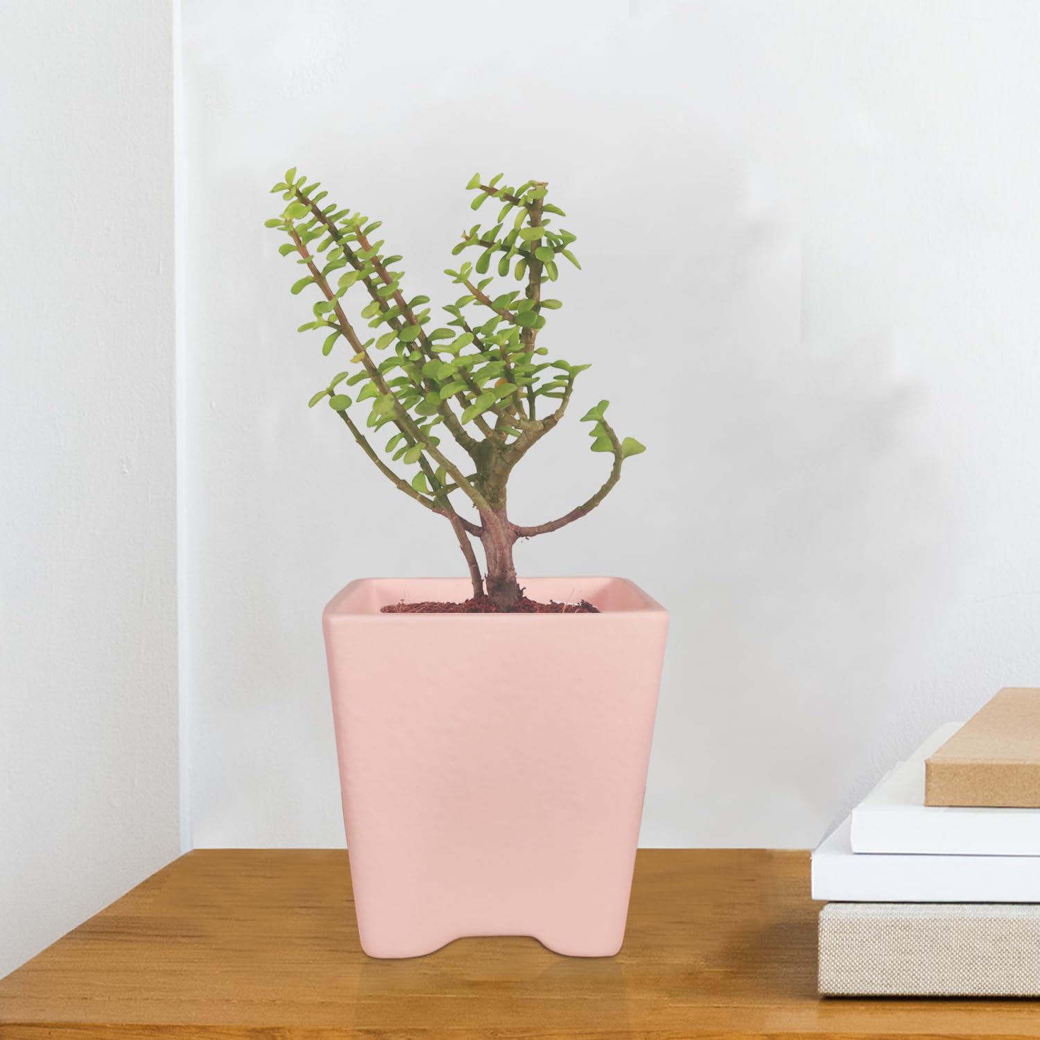 Lasaki Mini Mint Ceramic Pots - Indoor Outdoor Planters -5