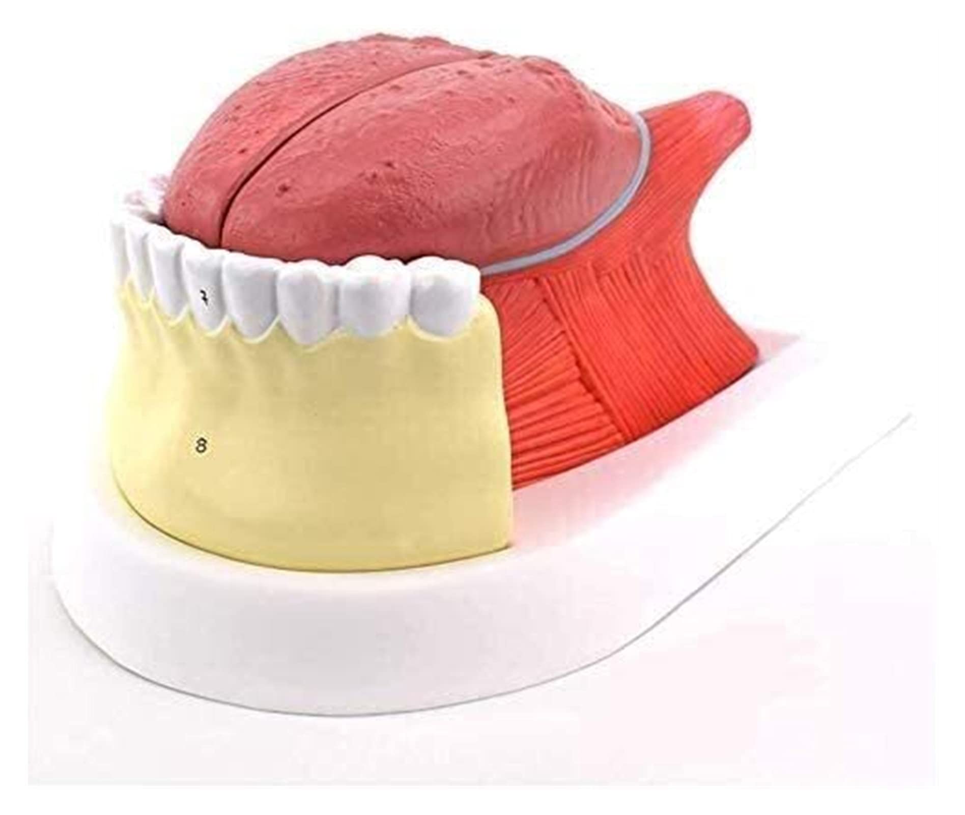 Modèle D'Organe Humain : Langue, Dents, Clinique De La Langue, Modèle Atomique Pédagogique – Modèle Anatomique Standard