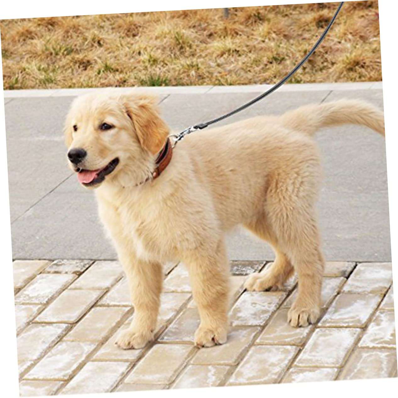 Levemolo Retractable Dog Leash Dog Leash Telescopic Traction Rope Pet Training Lead for Long Walking