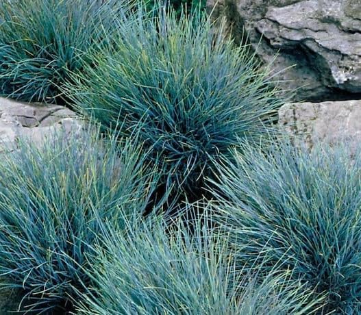 Maiden Grass Adagio Miscanthus Sinensis - Easy-Growing Ornamental Grass, Compact Size for Small Gardens & Containers, Stunning Fall & Winter Blooms, Low Maintenance, Zones 4-9, (1GAL, 1-2FT)
