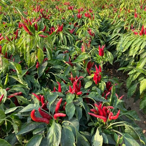 semillas de chile jalapeño de interior, para balcón, chile Las de jardín perennes resistentes, 500pcs