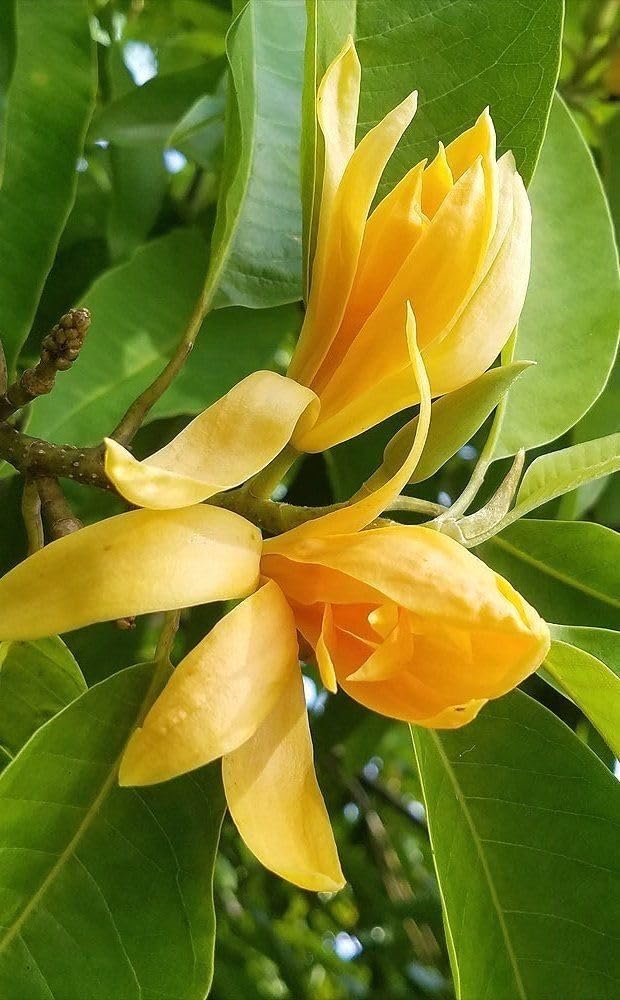 YELLOW DWSI SWARNA CHAMPA FLLOWER PLANT PACK OF 1 NO POT VILLAGE YELLOW SWARNO CHAMPA-image-47