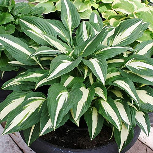 Cherry Berry Hosta | Perennial Shade Garden Bulb | Vibrant Variety for Beautiful Summer Perennial Gardens - Shade or Part Sun Loving - Low Maintenance Easy to Grow