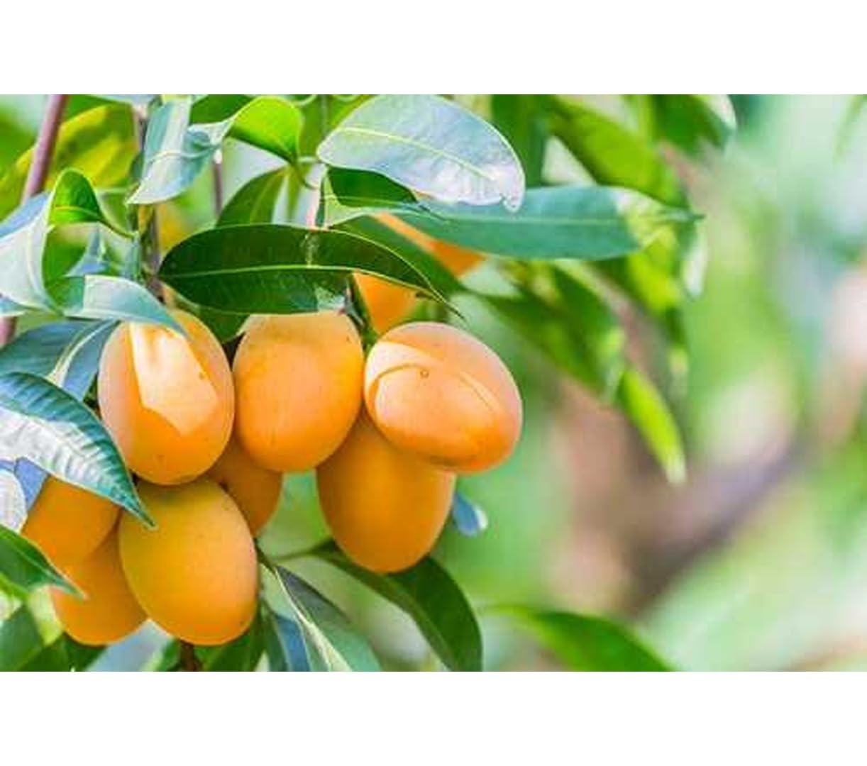 See full amazon price history chart for Dejestqoo Lakshmanbhog Mango Plant (Grafted Plant Height 2-3 Feet) Hybrid 1 Healthy Live Frout Plant For Home Garden Fruit After 2-3 Years Grafted Mango Tree Dejestqoo Lakshmanbhog Mango Plant (Grafted Plant Height 2-3 Feet) Hybrid 1 Healthy Live Frout Plant For Home Garden Fruit After 2-3 Years Grafted Mango Tree (B0CC9Z3QDY) Amazon Price History, Amazon Price Tracker