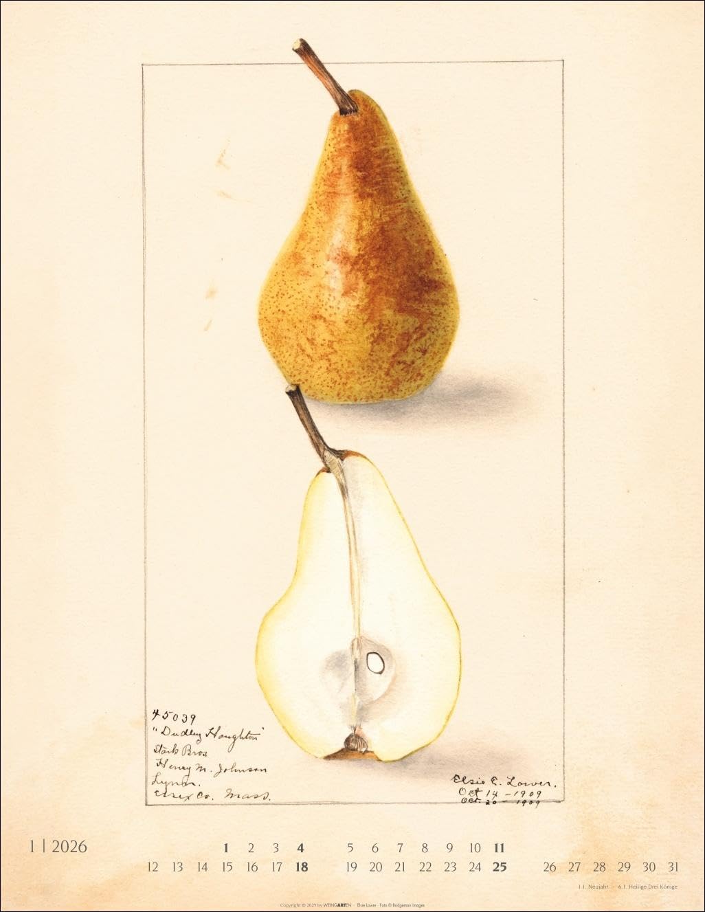 Alte Sorten Kalender 2026: Dekorativer Wandkalender mit historischen Zeichnungen. Die Klassiker im Obstgarten in Szene gesetzt: Natur- und Food-Kalender im Format 34 x 44 cm