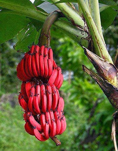 See full amazon price history chart for Royal Paradise Garden Rosegardens Rare Dwarf Red Banana Musa Acuminata Red Dacca Tissueculture 1 Live Plant Royal Paradise Garden Rosegardens Rare Dwarf Red Banana Musa Acuminata Red Dacca Tissueculture 1 Live Plant (B077K6D998) Amazon Price History, Amazon Price Tracker