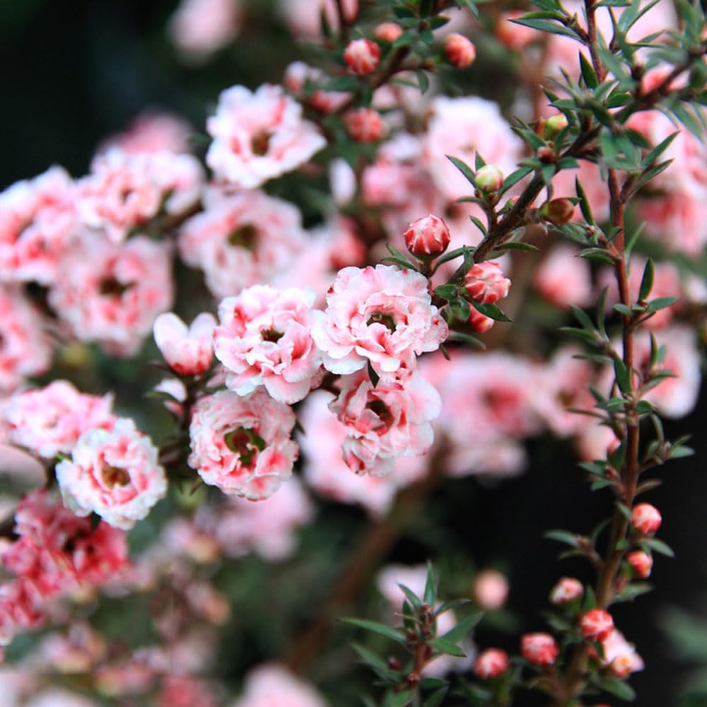 Semillas De Manuka Para Jardín - 1000 Semillas, Plantas Resistentes Al Invierno, Ideales Para Macetas Y Praderas