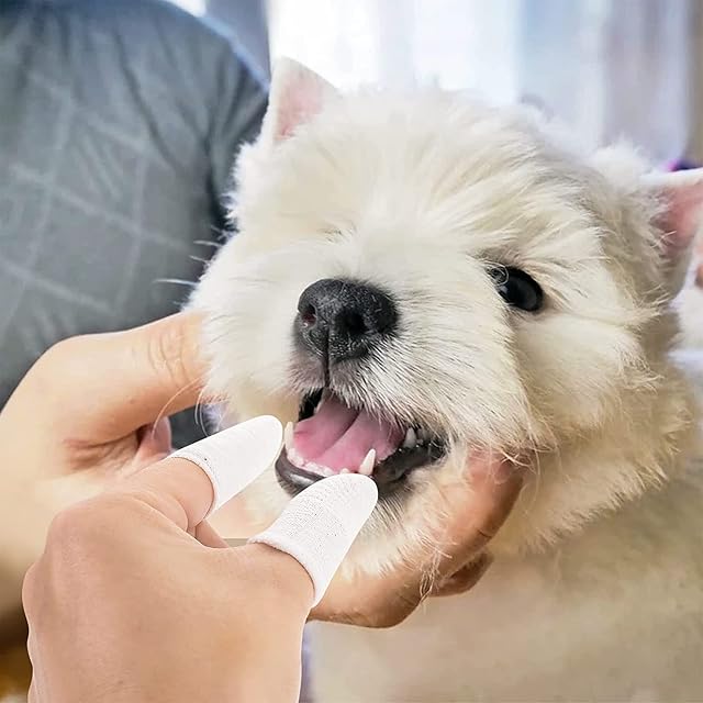 Foto 5 de 7 de Cepillo Dientes Perro Dedo 10 Piezas Cepillo De Dientes De Mascotas Cuidado De Los Dientes De Perro 360…