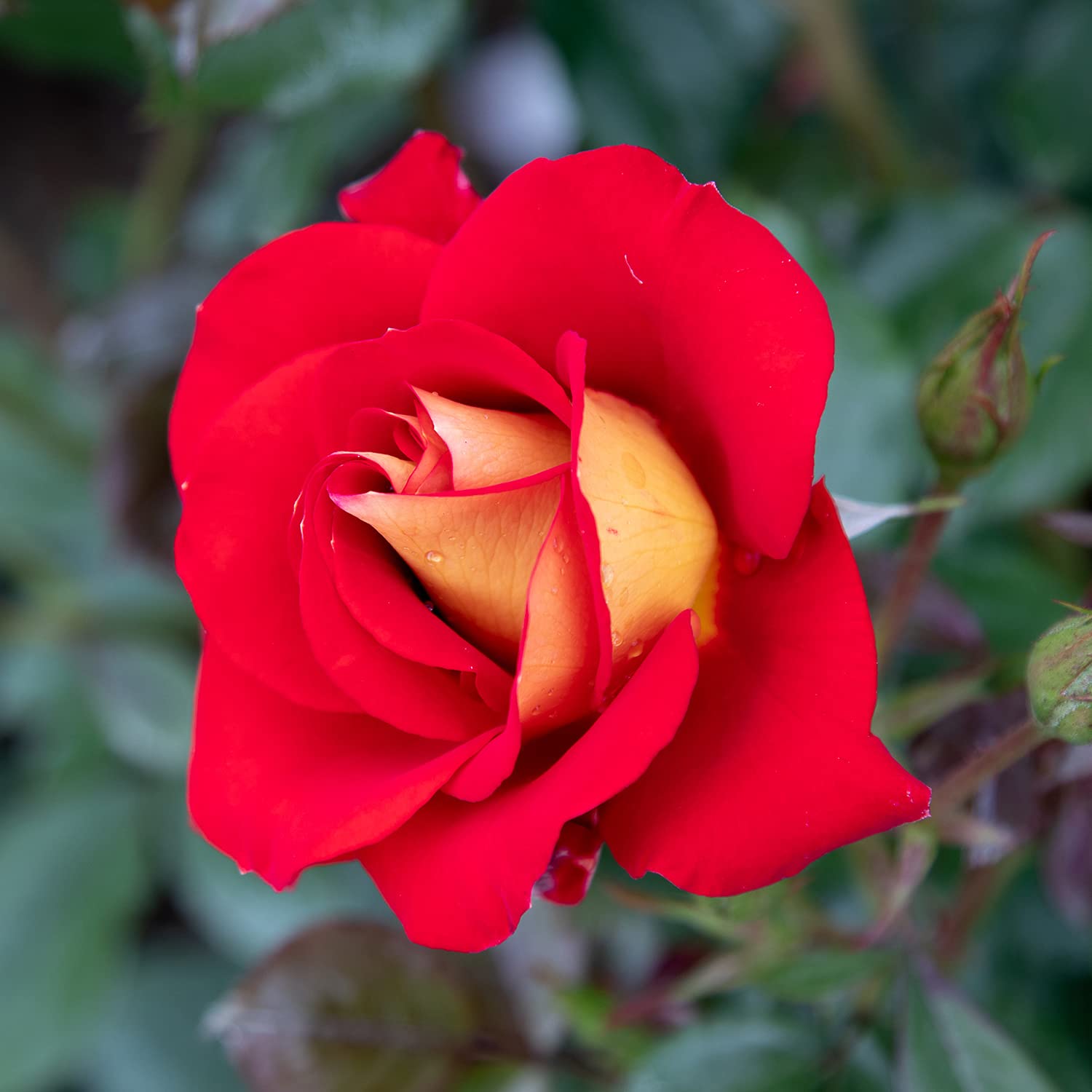 Ketchup & Mustard®, rosaio vivo Rose Barni®, rosa in vaso rossa e gialla, pianta folta e compatta, habitus rotondo, adatta alla coltivazione in vaso, rifiorente fino autunno inoltrato cod.72056
