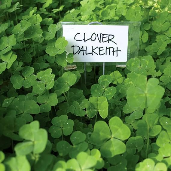 Dalkeith Subterranean Clover Seed (10 Lbs.)