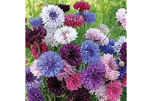 Dirt Goddess Super Seeds - Cornflower/Bachelor Button Seeds