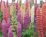 Lupinus Polyphyllus (Large-leaved Lupine / Garden Lupin) 400 Seeds