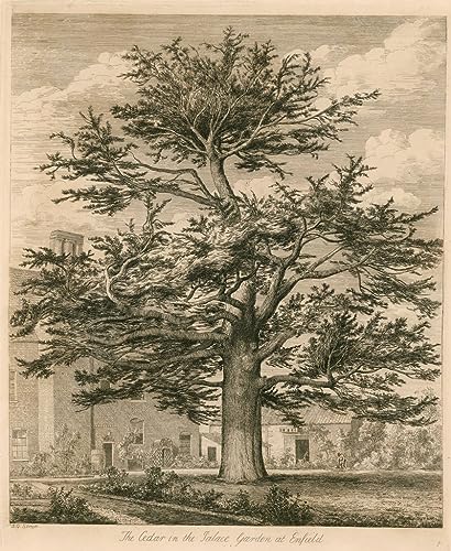 Tableau le cèdre dans le jardin Palaceese à Enfield Middlesex