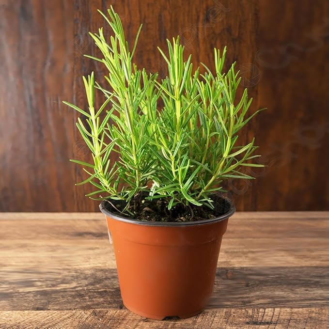 Live Rosemary Herb Plant in Terracotta Pot, Fresh Culinary Herb, Indoor or Outdoor Growing with plastic pot