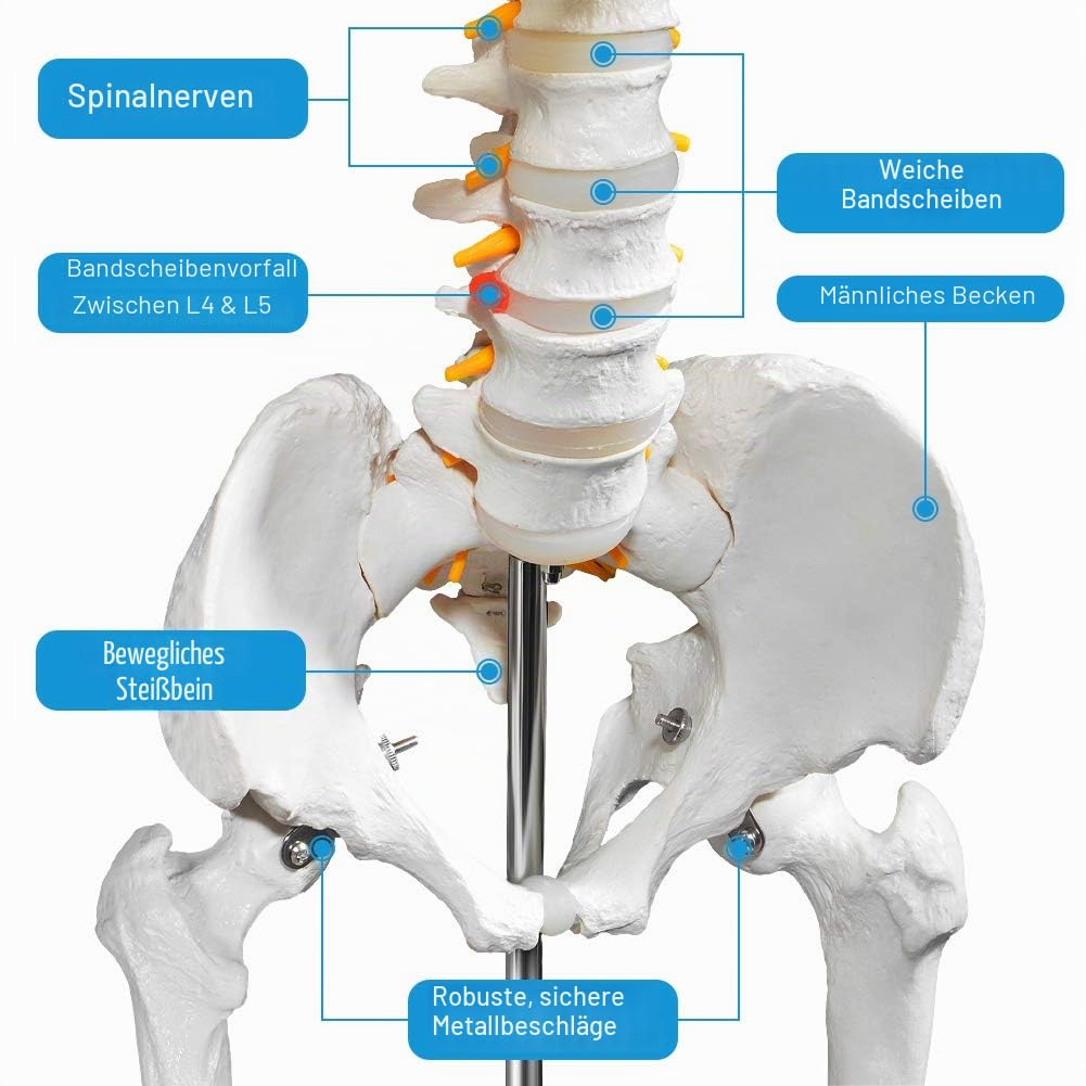 breesky Menschliches Skelett-Modell für Anatomie, lebensgroß, medizinisches menschliches Skelett-Modell mit Nervensystem, 179,8 cm, mit Rollständer Studium und Ausstellung von 3 Postern
