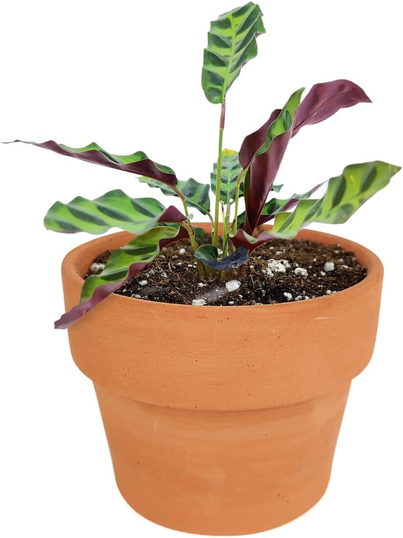 Rattlesnake Plant - Calathea Lancifolia (4" Grower Pot) - Prayer Plants - Live Healthy, Colorful Foliage, Air-Purifying Houseplant for Home Office Decoration