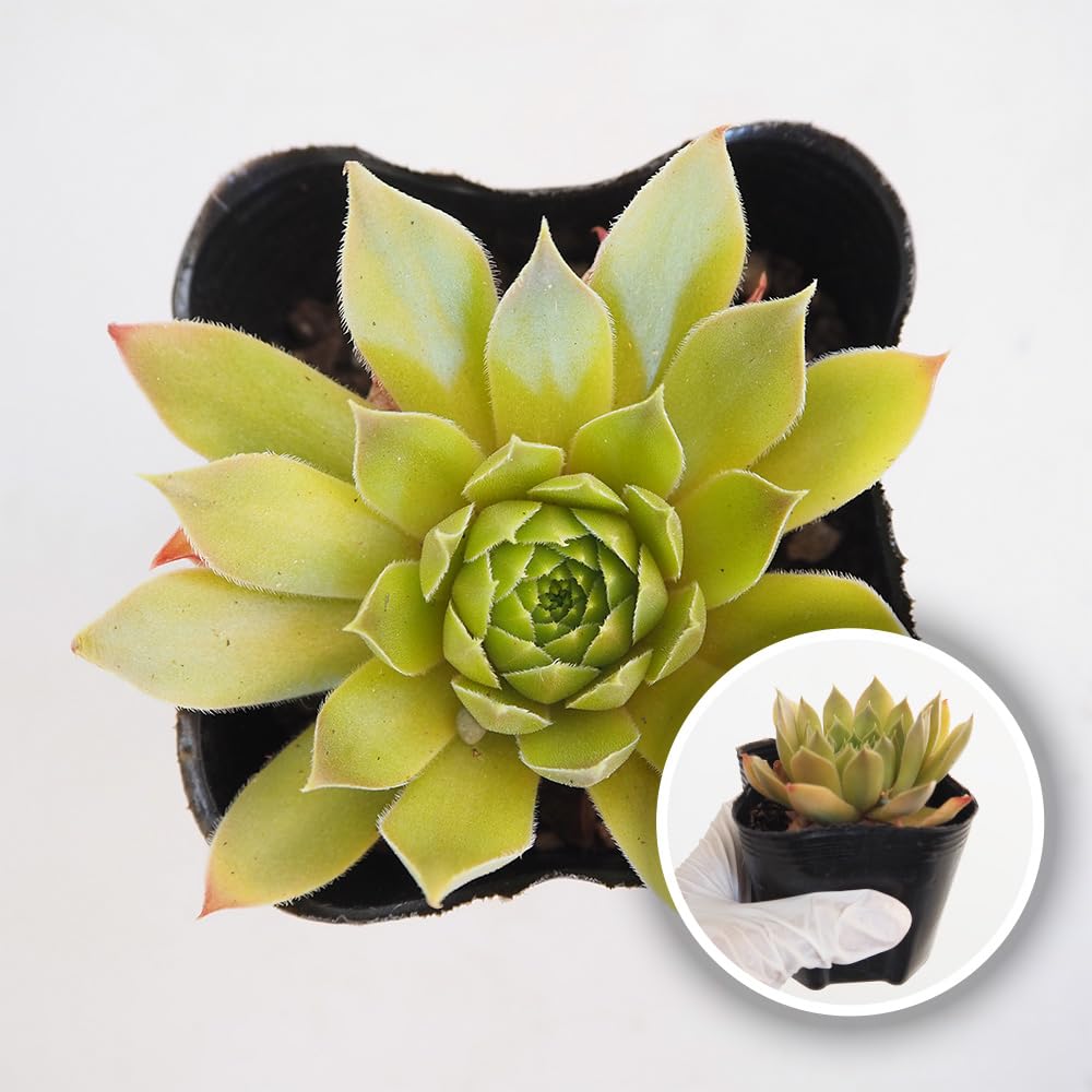 Amazon｜ITANSE センペルビウム ジェロナ 3号 1個売り 多肉植物