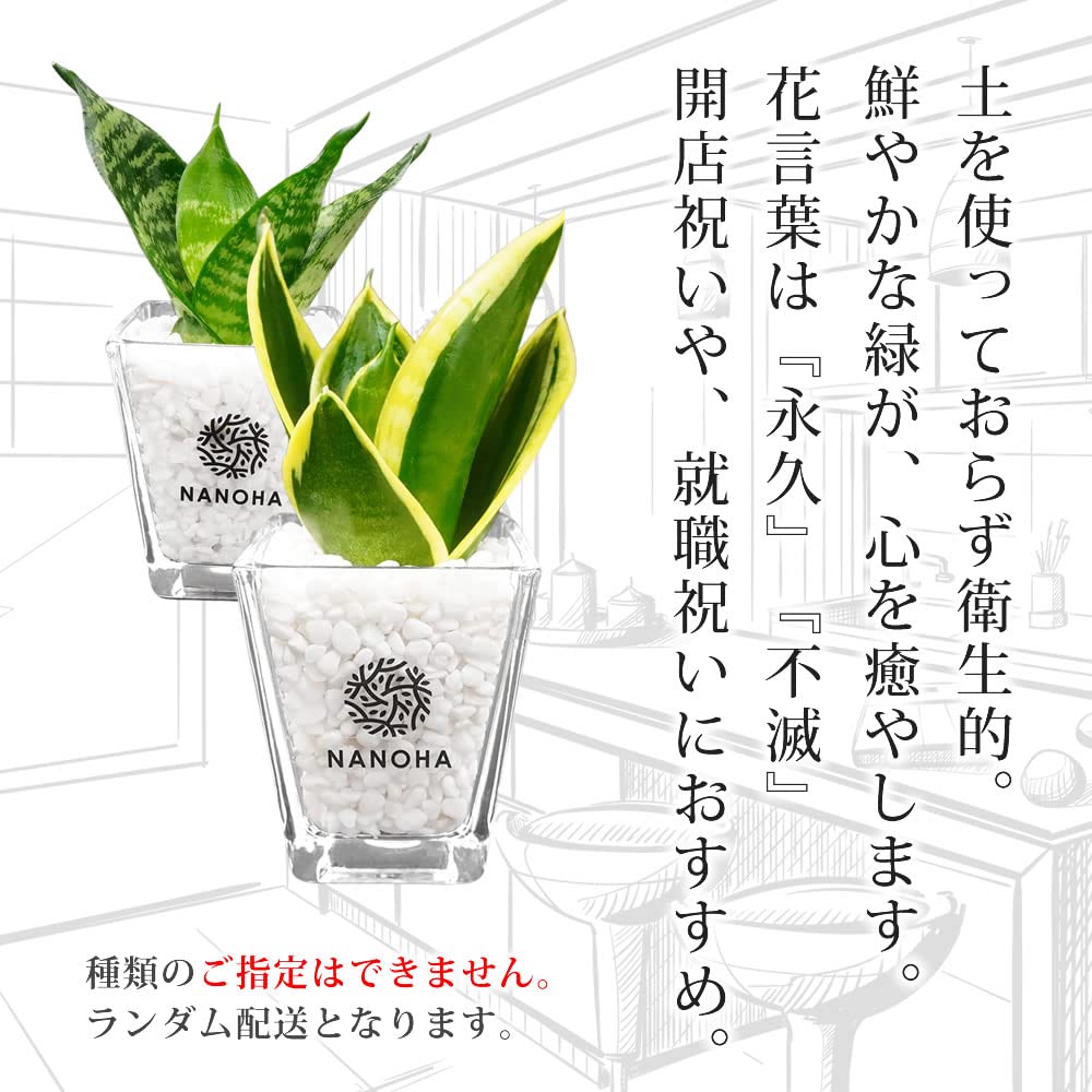 Amazon｜サンスベリア サンセベリア 白玉砂利 土を使わない観葉植物