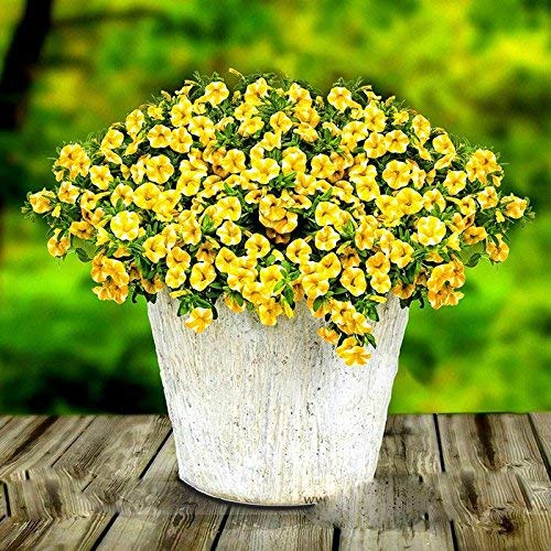 100pcs Yellow Superbells Calibrachoa Flower Seeds Generic