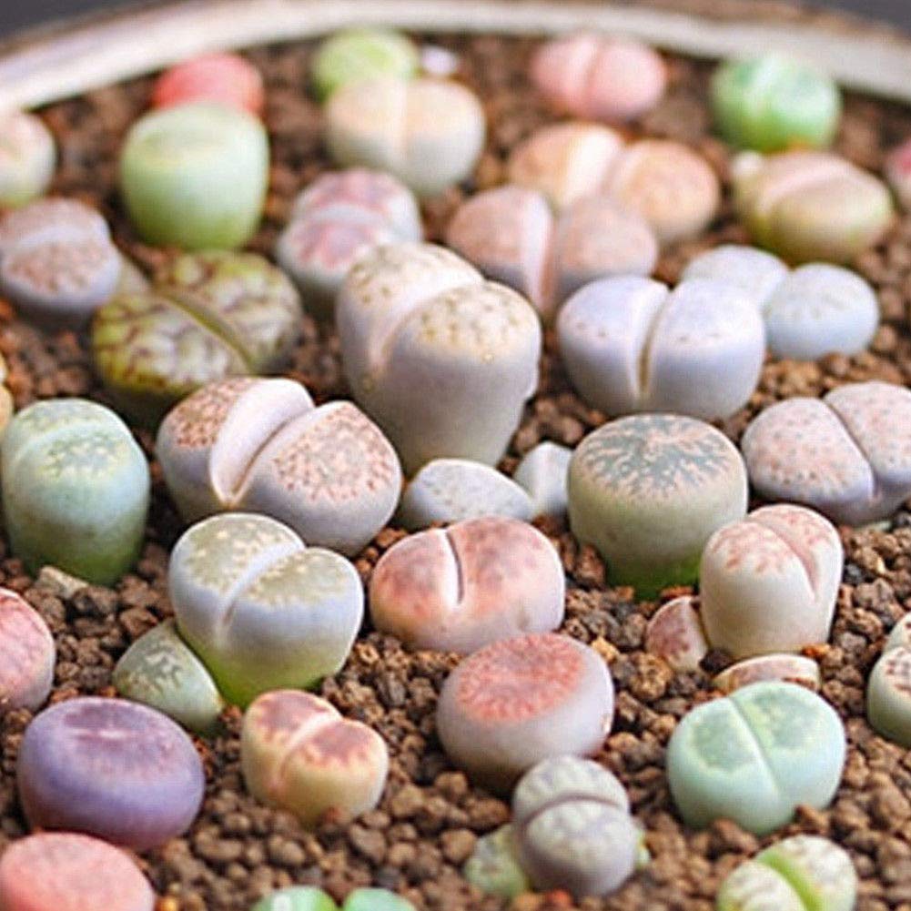 Fresca 100 Pezzi Succulente Lithops Sementi Delle Piante Per La Semina Mista 3 - Foto 7