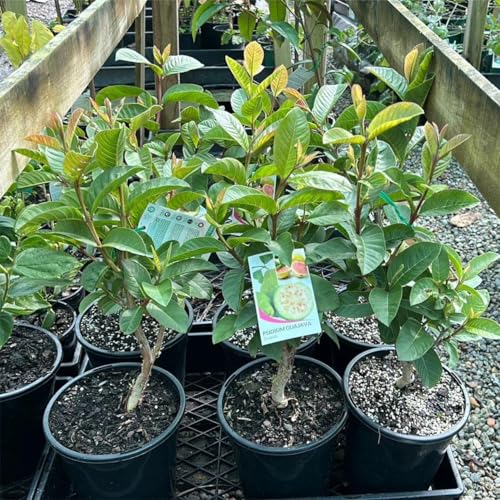 Big Indonesian Guava(psidium Guajava) Guayaba Indonesia Live Tree (2-3ft) Plant