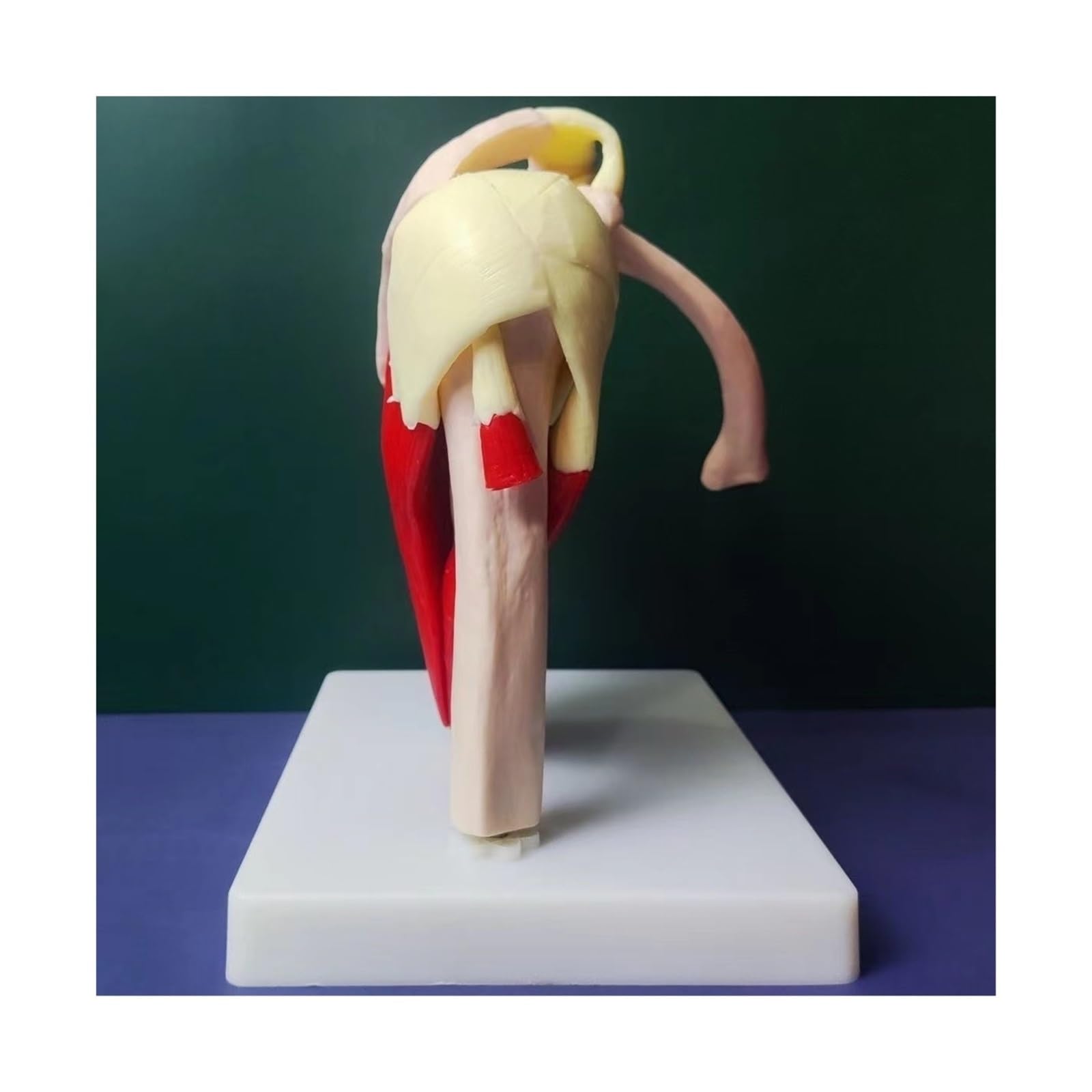 Squelette Humain épaule Omoplate clavicule modèle Musculaire Articulation Fonctionnelle Ligament médical Aide pédagogique