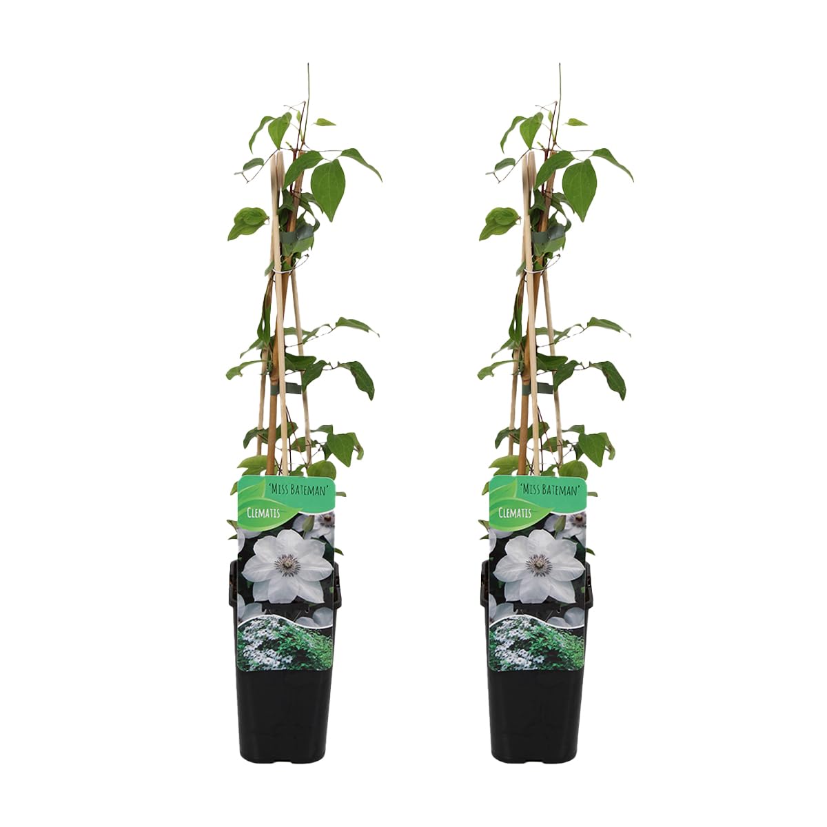 Bloomique - 2er-Set - Clematis Miss Bateman - Waldrebe - Weiß - Kletterpflanzen - Gartenpflanzen - Winterhart - Topf 15 cm - 70-80 cm hoch