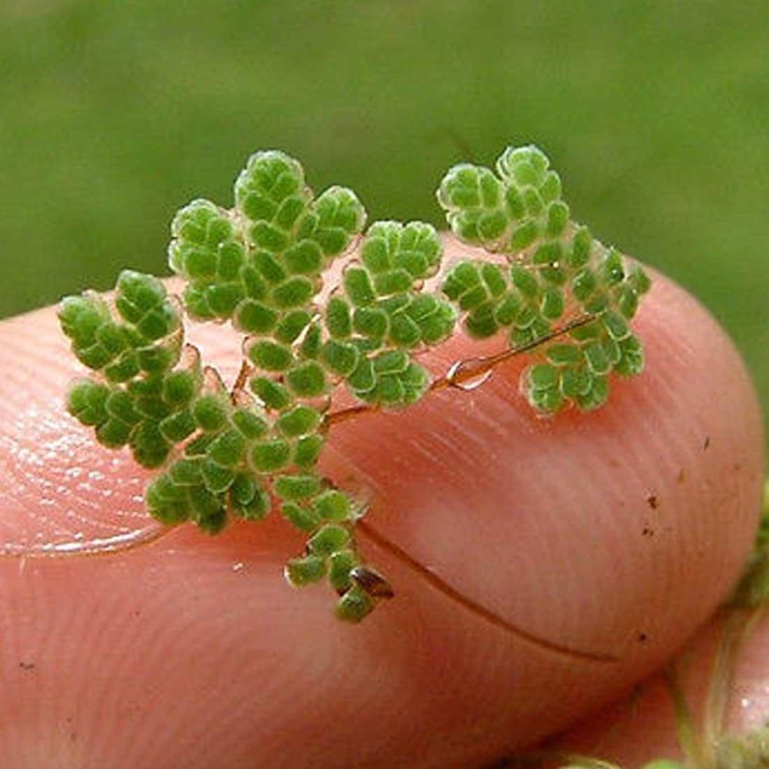 Azolla Seeds Live Plants 100 Pcs