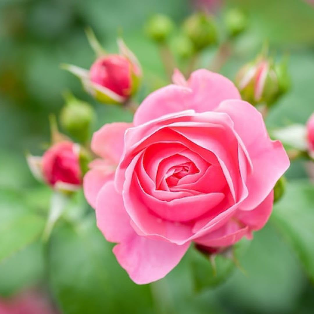 Flora - Rose 新品未開封 SANJU Fresh Pink Rose Flower Live Plant (Pack of 1) without Pot