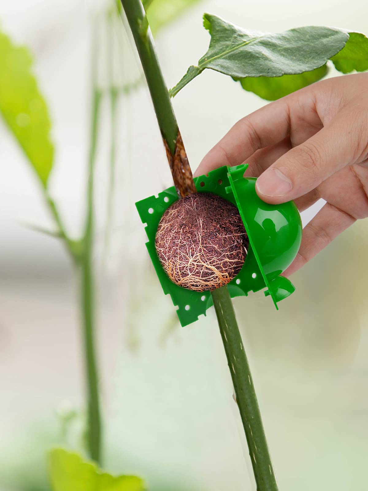 Kalolary Scatola Coltivazione Radici Piante 12 Pezzi Dispositivo Radicazione Piante Scatola Radicatori Sfera Propagazione ad Alta Pressione Innesto Radice Botanica Controller Piante(Piccolo)