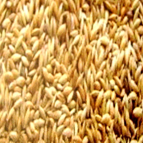 10 kg Kanariensaat lose, Vogelfutter für Kanarienvögel, Naturfutter