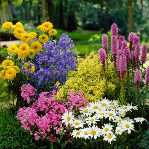 Complete Perennial Pollinator Flower Bulb Garden - 30 Bulbs for 50 Days of Continuous Blooms (Summer Color from July Through October) - Easy to Grow Summer Planting Bulbs by Willard & May