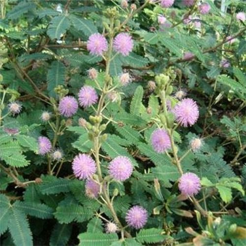 Mimosa Pudica- Sensitive Plant- 50 Seeds-