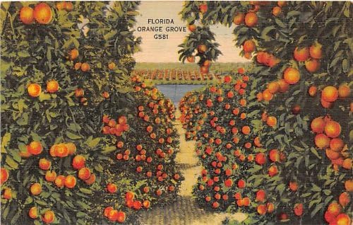 Orange Groves Florida Postcard At Amazon S Entertainment Collectibles Store