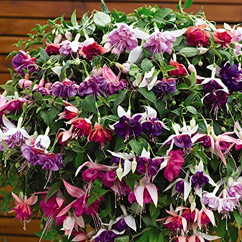 Fuchsia Trailing Mix Pre-Planted Hanging Basket 25cm Garden Plant Half-Hardy Perennial Flowering Garden Plants Easy to Grow Your Own 1x Pre-Planted by Thompson and Morgan