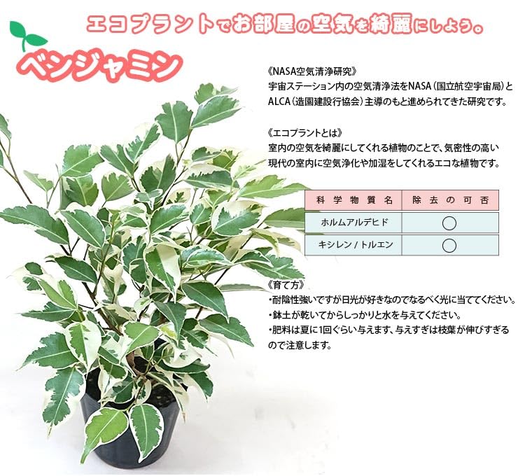 Amazon｜フィカス ベンジャミン スターライト 3号ポット 観葉植物