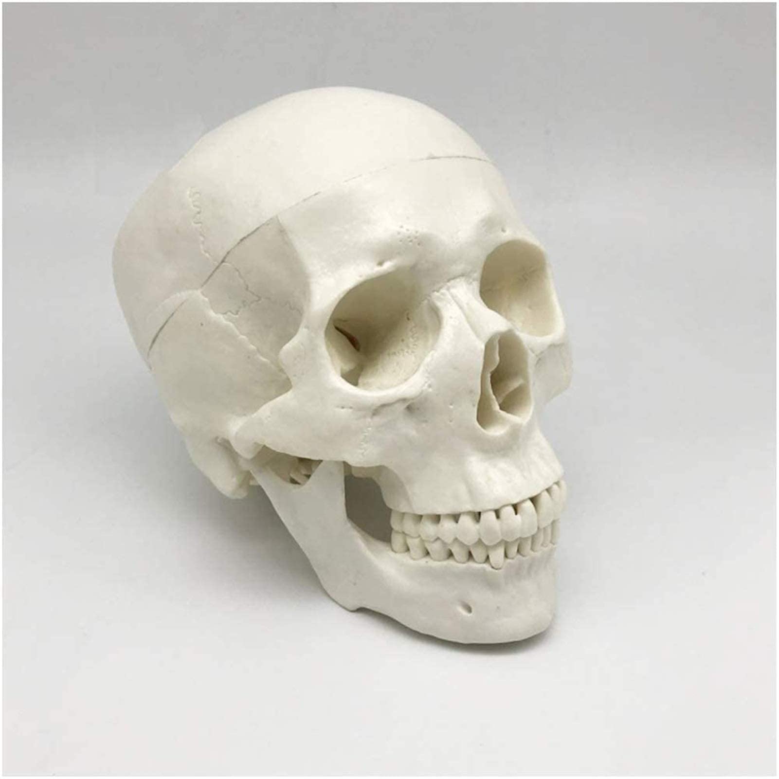 Vind anatomie model schedel op - maart 2026