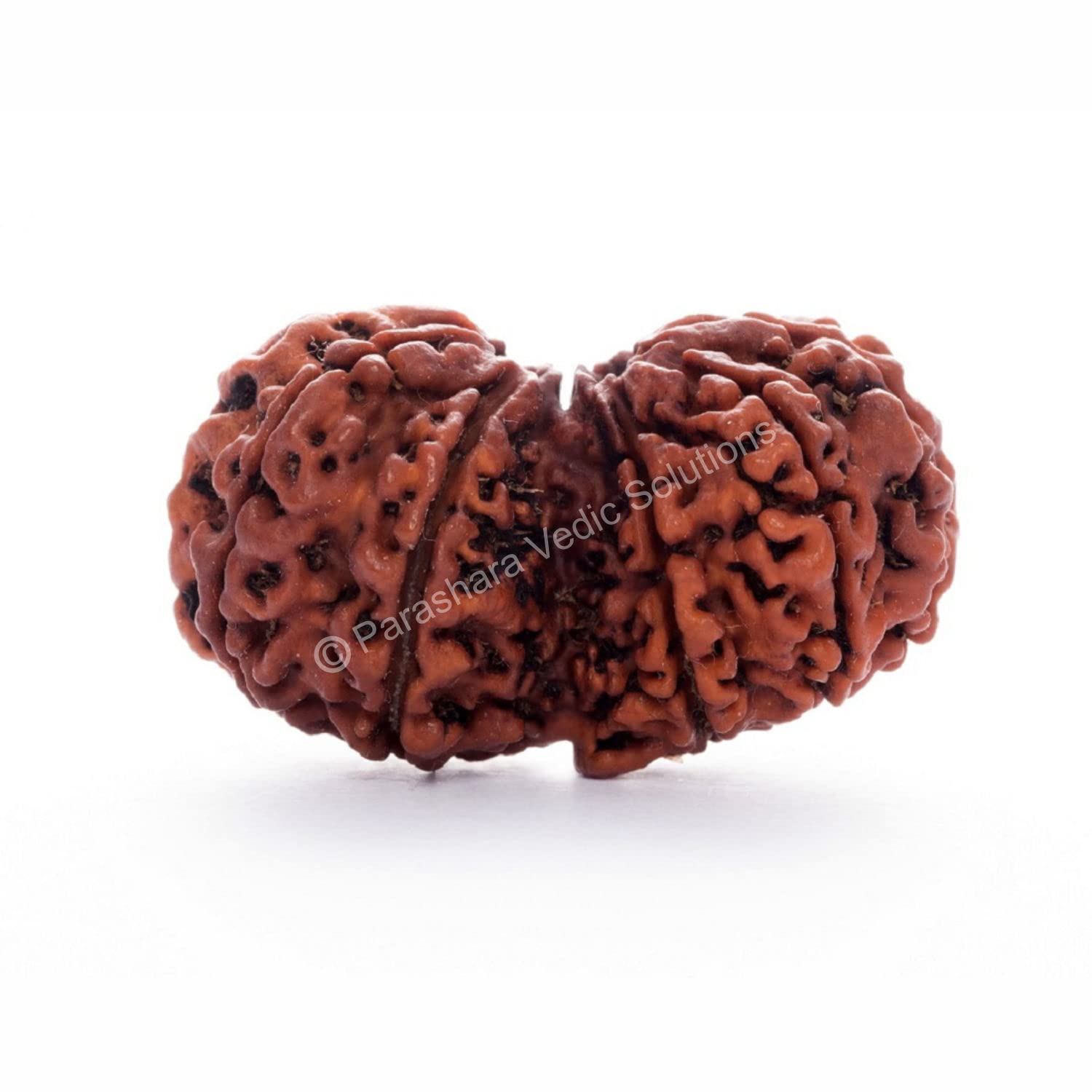 ARKAM Gauri Shankar Rudraksha Certified/Original Nepali Gauri Shankar Rudraksh/Natural Gauri Shankar Rudraksha (Brown) with Certificate and Puja Instructions (B0B5X66QTW) Amazon Price History, Amazon Price Tracker